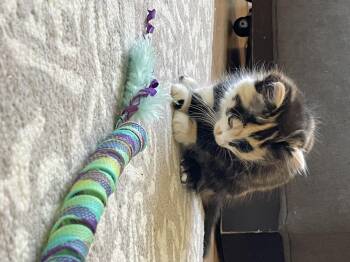 Alchemy -  Domestic Long Hair Cat for Adoption in Diamond Springs, California - Alchemy | PetCurious