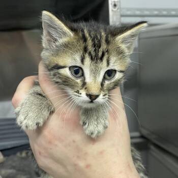 Elizabeth -  Domestic Short Hair Cat for Adoption in Corbin, Kentucky - Elizabeth | PetCurious