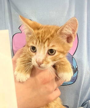 Rescue Domestic Short Hair Cats for Adoption in Forest, Virginia - *Wasabi | PetCurious