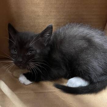 Elise -  Domestic Short Hair Cat for Adoption in Tampa, Florida - Elise | PetCurious