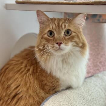 Domestic Long Hair Cats Available for Adoption in Salt Lake City, Utah - Bootsie | PetCurious