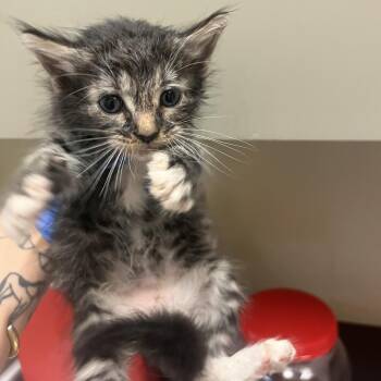 Summit -  Domestic Short Hair Cat for Adoption in Columbus, Georgia - Summit | PetCurious