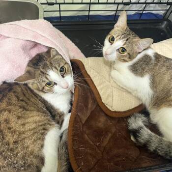 Sweet Pea -  Domestic Short Hair Cat for Adoption in Branford, Connecticut - Sweet Pea | PetCurious