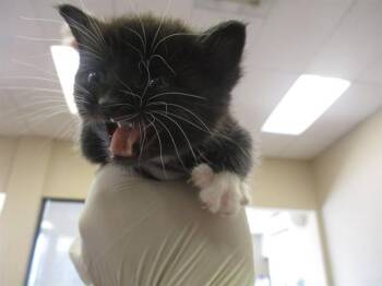 A380803 -  Domestic Short Hair Cat for Adoption in Ocala, Florida - A380803 | PetCurious