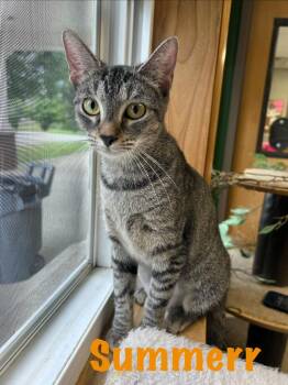 Summerr -  Domestic Short Hair Cat for Adoption in West Union, Ohio - Summerr | PetCurious