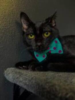 Rescue Domestic Short Hair Cats for Adoption in Winfield, Kansas - Coffee | PetCurious