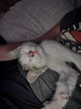 Allie -  Domestic Short Hair Cat for Adoption in Brandon, Florida - Allie | PetCurious