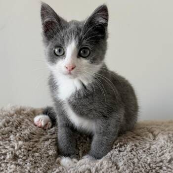 Jimmy Neutron -  Domestic Short Hair Cat for Adoption in Abbotsford, British Columbia - Jimmy Neutron | PetCurious