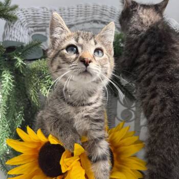 Fudrucker 56472 -  Domestic Short Hair Cat for Adoption in Eaton Rapids, Michigan - Fudrucker 56472 | PetCurious