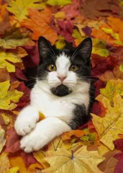 Rescue Domestic Short Hair Cats for Adoption in Aiken, South Carolina - Brandywine 58901 | PetCurious