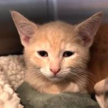 NCI5644 Wingding -  Domestic Short Hair Cat for Adoption in Port Washington, New York - NCI5644 Wingding | PetCurious