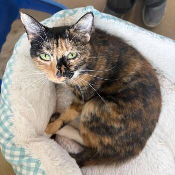 Cali -  Domestic Short Hair Cat for Adoption in Winchester, Virginia - Cali | PetCurious