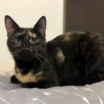 Domestic Short Hair Cats Available for Adoption in Chaska, Minnesota - Pants | PetCurious