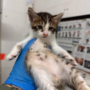 Stephon -  Domestic Short Hair Cat for Adoption in Edinburg, Texas - Stephon | PetCurious