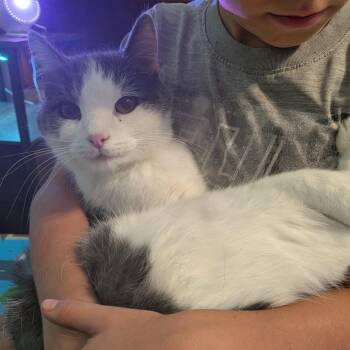 Yoshi -  Domestic Short Hair Cat for Adoption - Yoshi | PetCurious