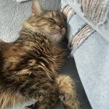 Esmeralda -  Maine Coon and Tabby Cat for Adoption in Lucas, Texas - Esmeralda | PetCurious