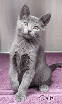 Celia -  Domestic Short Hair Cat for Adoption in Mason, Michigan - Celia | PetCurious