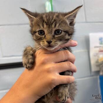 Domestic Short Hair Cats Available for Adoption in Washington, District Of Columbia - Piper | PetCurious