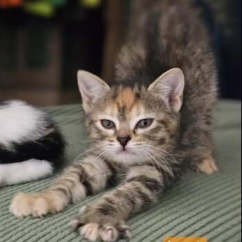 Bindi -  Domestic Short Hair Cat for Adoption in Liverpool, Texas - Bindi | PetCurious