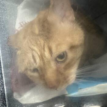 Troy 4MQ -  Domestic Short Hair Cat for Adoption in Newark, New Jersey - Troy 4MQ | PetCurious