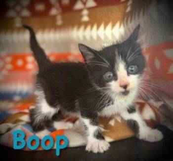 Domestic Short Hair Cats Available for Adoption in Pleasanton, Texas - Boop | PetCurious