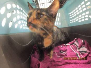 Fang(637) -  Domestic Short Hair Cat for Adoption in Marietta, Georgia - Fang(637) | PetCurious