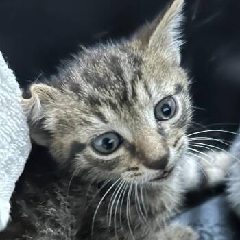 Domestic Short Hair Cats Available for Adoption in Newark, New Jersey - Martin-Stray-46245 | PetCurious