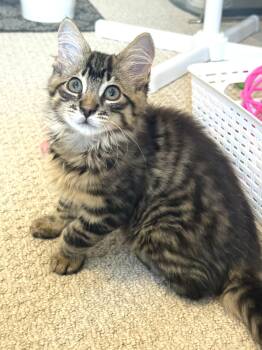 Stripes -  Tabby Cat for Adoption in Hamilton, Ontario - Stripes | PetCurious