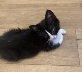 Liberty -  Domestic Medium Hair Cat for Adoption in Huntington Beach, California - Liberty | PetCurious