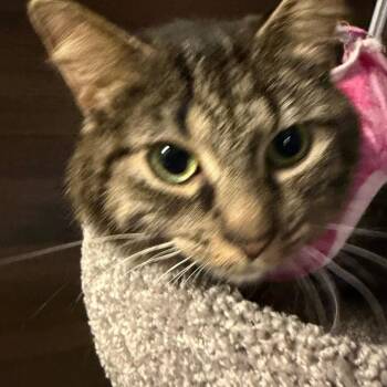 Domestic Medium Hair Cats Available for Adoption in Buffalo, New York - Talulah | PetCurious