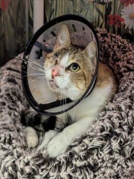 Rescue Domestic Short Hair Cats for Adoption in Hayward, California - JANINE | PetCurious