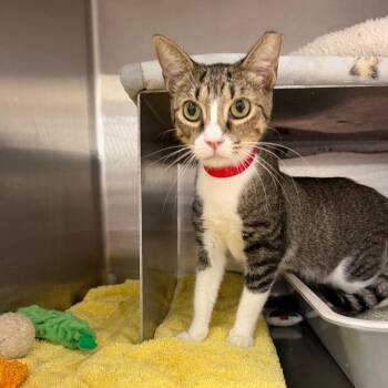Tanni -  Domestic Short Hair Cat for Adoption in Buffalo, New York - Tanni | PetCurious