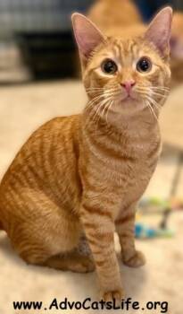 Domestic Short Hair Cats Available for Adoption - BENNY | PetCurious