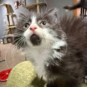 Canon -  Domestic Long Hair Cat for Adoption in Sioux City, Iowa - Canon | PetCurious