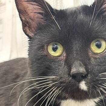 Domestic Short Hair Cats Available for Adoption - Awol | PetCurious