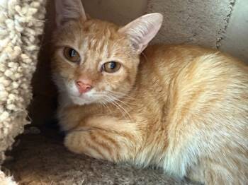 Rescue Domestic Short Hair Cats for Adoption in Dalton, Georgia - Kregan | PetCurious