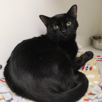 Shade -  Domestic Short Hair Cat for Adoption in Champaign, Illinois - Shade | PetCurious