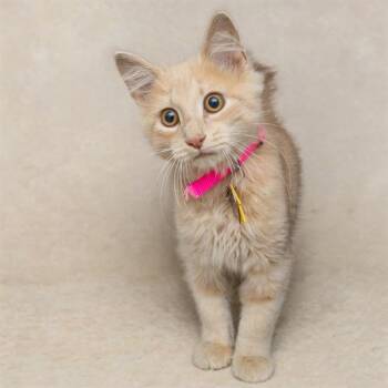 REMINGTON -  Domestic Medium Hair Cat for Adoption in St. Louis, Missouri - REMINGTON | PetCurious