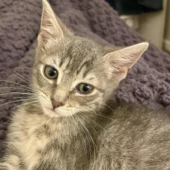Tiny -  Domestic Short Hair Cat Available for Adoption in Philadelphia, Pennsylvania - Tiny | PetCurious