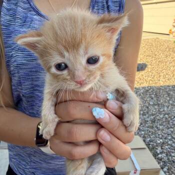 Sonny -  Domestic Medium Hair Cat for Adoption in Midland, Texas - Sonny | PetCurious