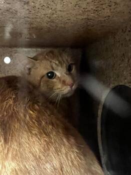 Domestic Short Hair Cats Available for Adoption in West Valley City, Utah - FANTA | PetCurious
