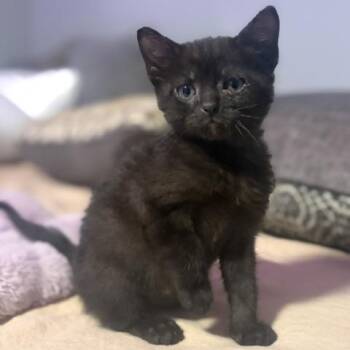 Marcy Kelley -  Domestic Short Hair Cat for Adoption in Morrison, Colorado - Marcy Kelley | PetCurious