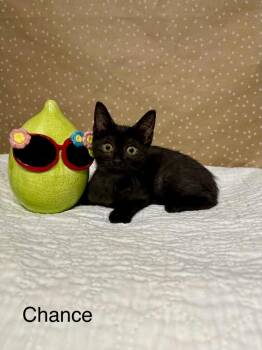 Chance -  Domestic Short Hair Cat for Adoption in Groveland, Massachusetts - Chance | PetCurious