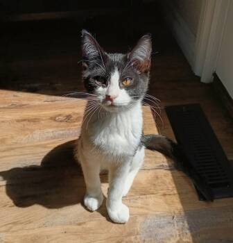 Ozzy -  Tuxedo Cat for Adoption in Cut Bank, Montana - Ozzy | PetCurious