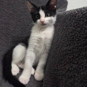 Madison -  Domestic Short Hair Cat for Adoption in Brea, California - Madison | PetCurious