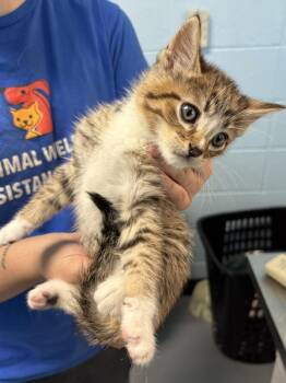 Pen 21- Kd 21 -  Domestic Short Hair Cat for Adoption in Lawrenceville, Georgia - Pen 21- Kd 21 | PetCurious