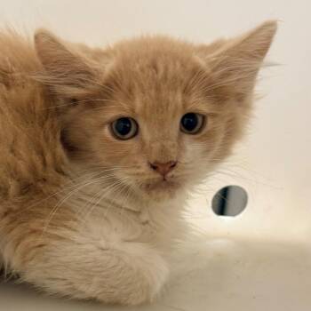 107769 -  Domestic Medium Hair Cat for Adoption in Las Cruces, New Mexico - 107769 | PetCurious