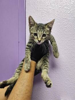 Domestic Short Hair Cats Available for Adoption in El Paso, Texas - 59277397 | PetCurious