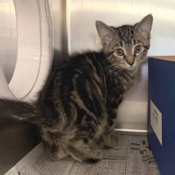 Larry -  Domestic Medium Hair Cat for Adoption in Belleville, Illinois - Larry | PetCurious