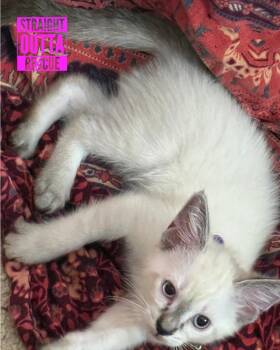 French Vanilla -  Siamese Cat for Adoption in Vancouver, British Columbia - French Vanilla | PetCurious